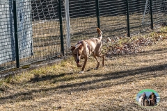 ossola_2019