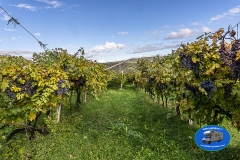 Valpolicella_2024-10